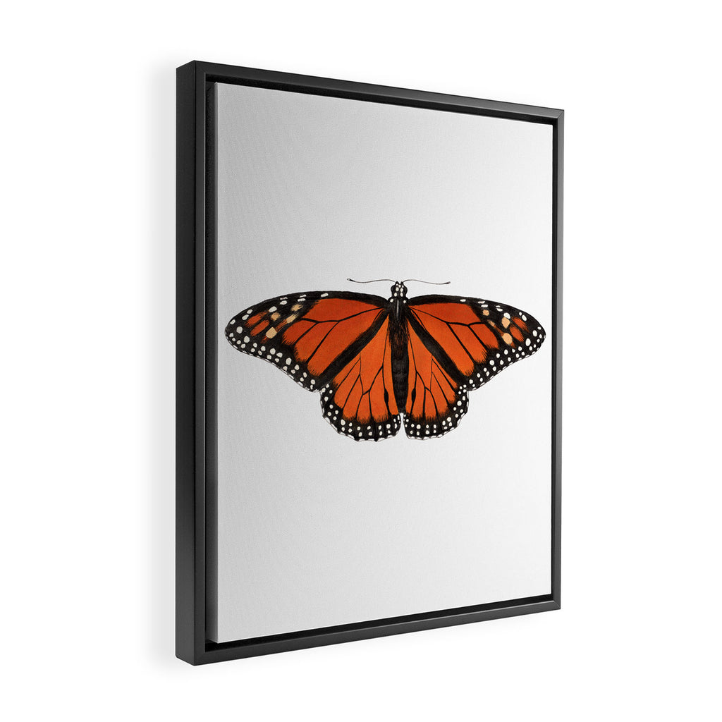 Monarch (Danaus plexippus) Framed Canvas Print Gallery Image 2