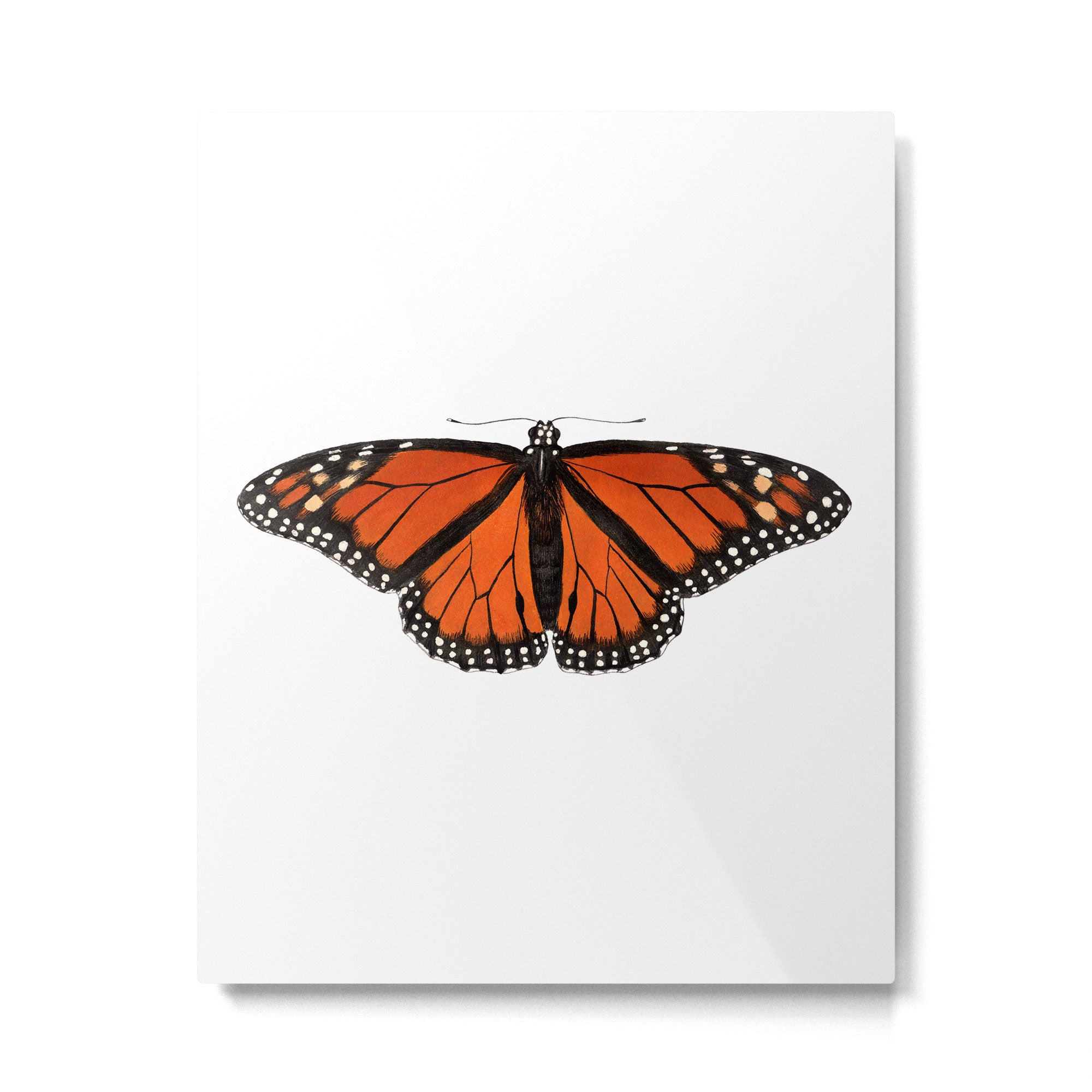 Monarch (Danaus plexippus) Metal Print Gallery Image 6