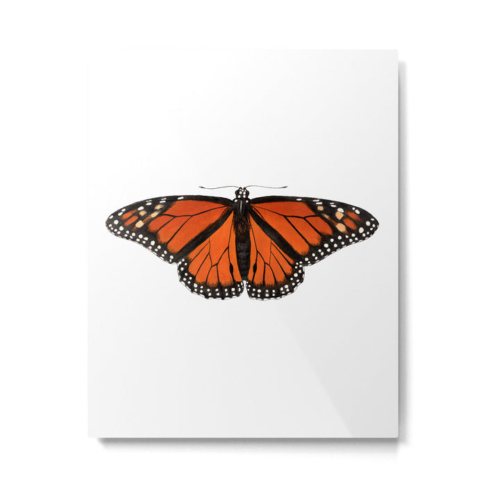 Monarch (Danaus plexippus) Metal Print Gallery Image 1