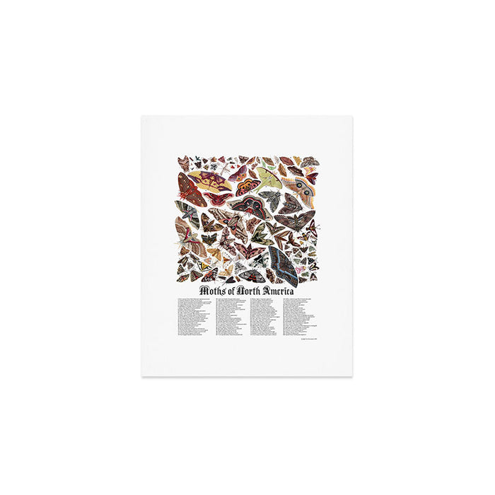 Moths of North America Art Print Gallery Image 1