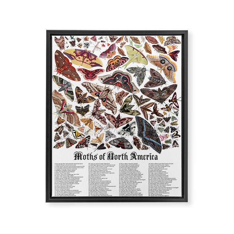 Moths of North America Framed Canvas Print Gallery Image 6