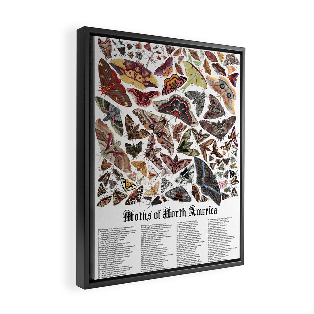 Moths of North America Framed Canvas Print Gallery Image 2