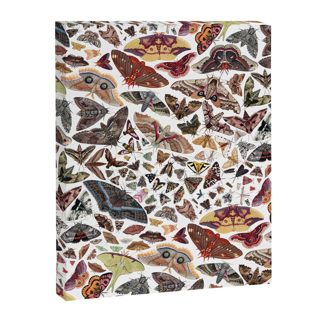 Moths of North America Pattern Canvas Print Gallery Image 8