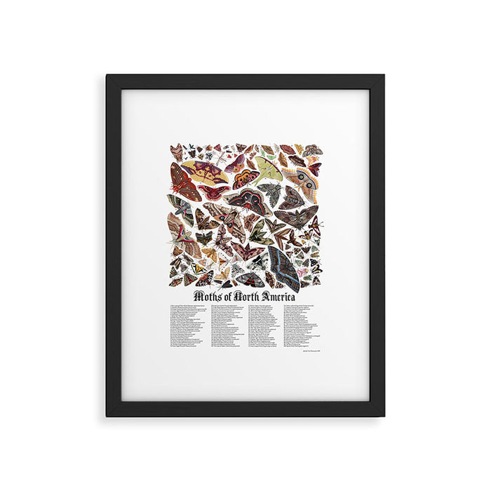 Moths of North America Framed Art Print Gallery Image 1