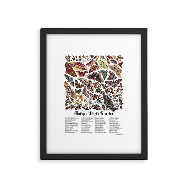 Moths of North America Framed Art Print Gallery Image 5