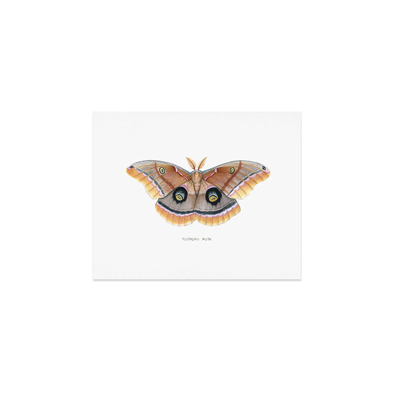 Polyphemus Moth Art Print Gallery Image 1