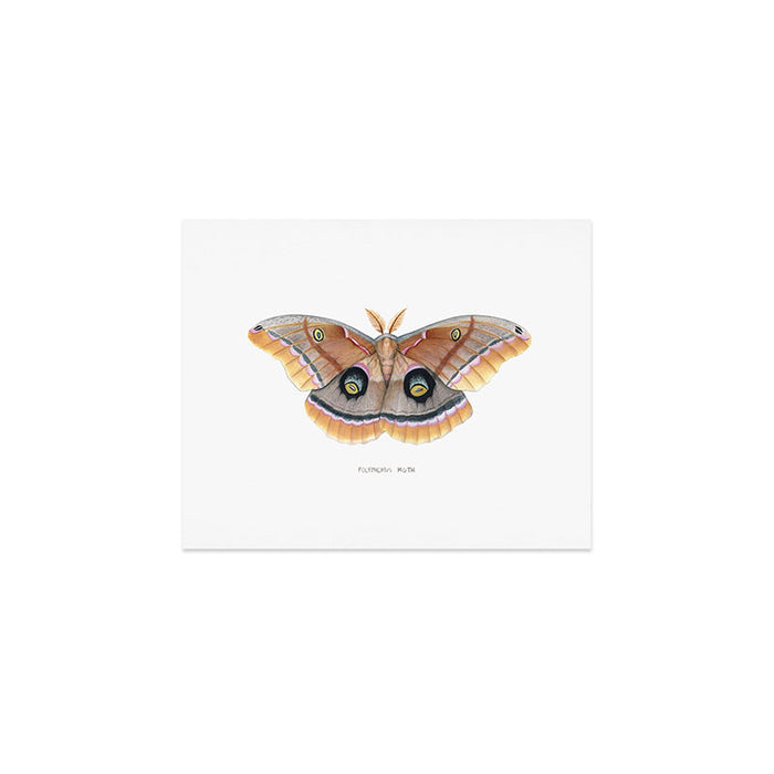 Polyphemus Moth Art Print Gallery Image 1