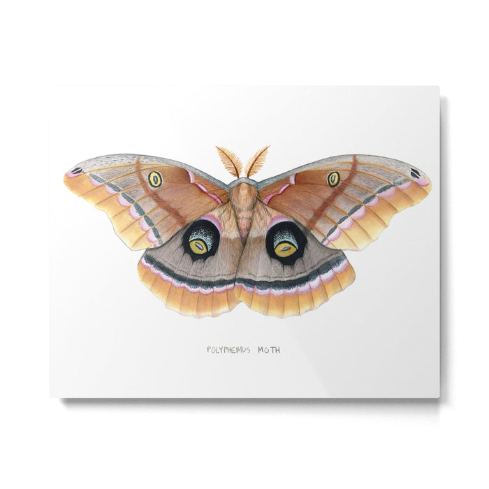 Polyphemus Moth Metal Print Gallery Image 1