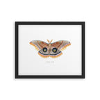 Polyphemus Moth Framed Art Print Gallery Image 5