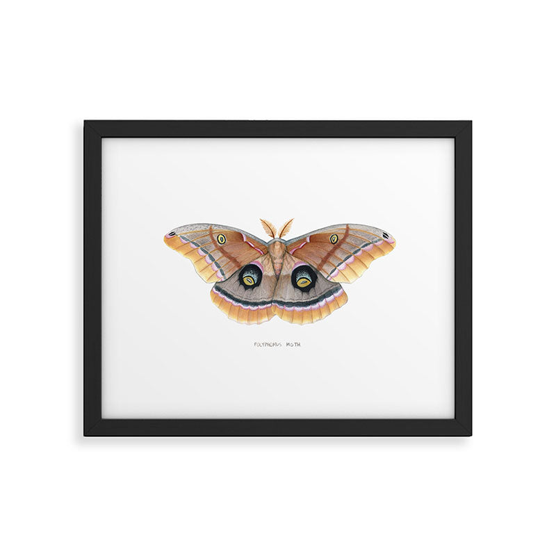 Polyphemus Moth Framed Art Print Gallery Image 5