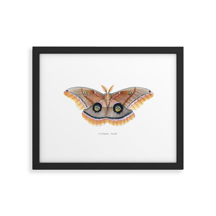 Polyphemus Moth Framed Art Print Gallery Image 1