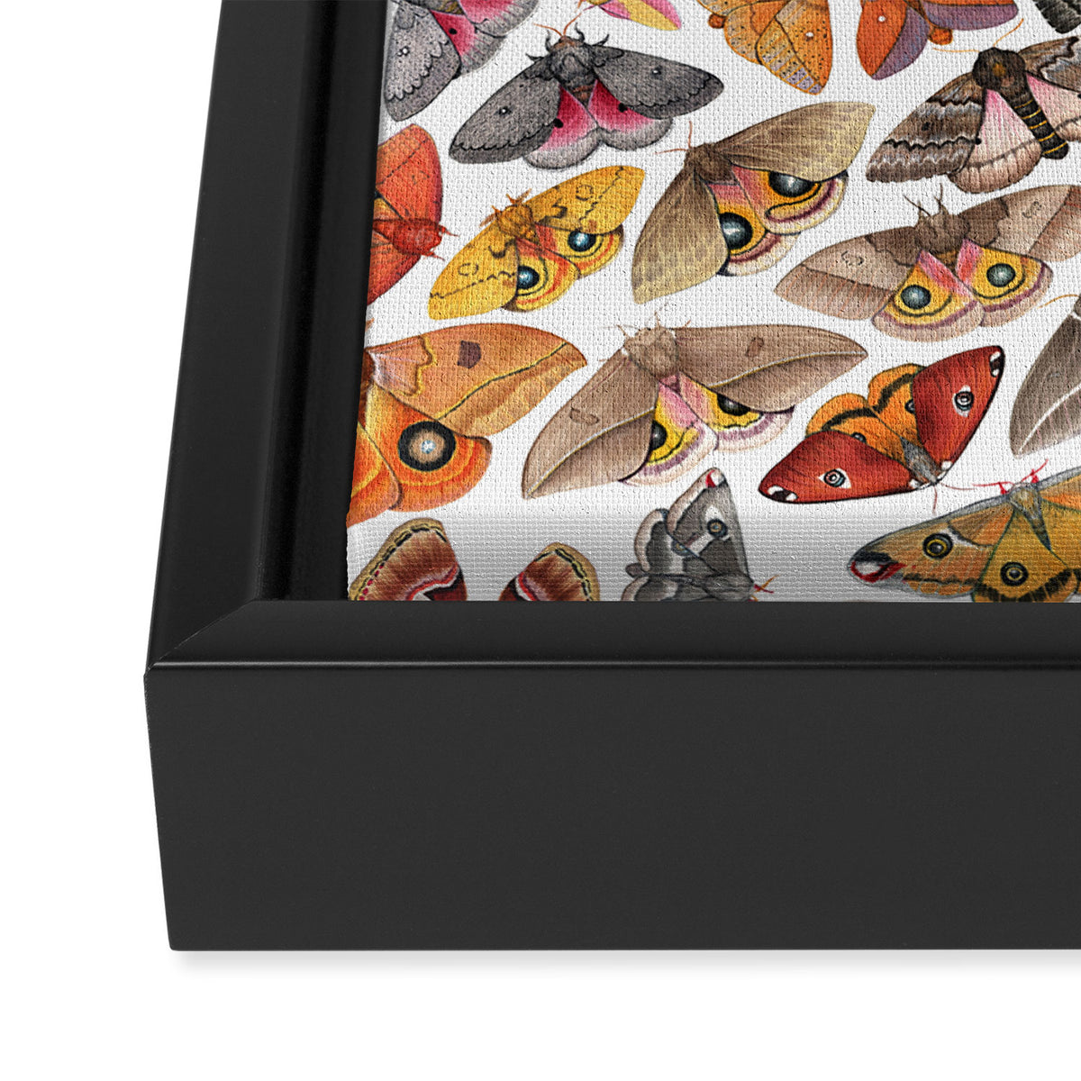 Saturniid Moths of North America Pattern Framed Canvas Print Gallery Image 3