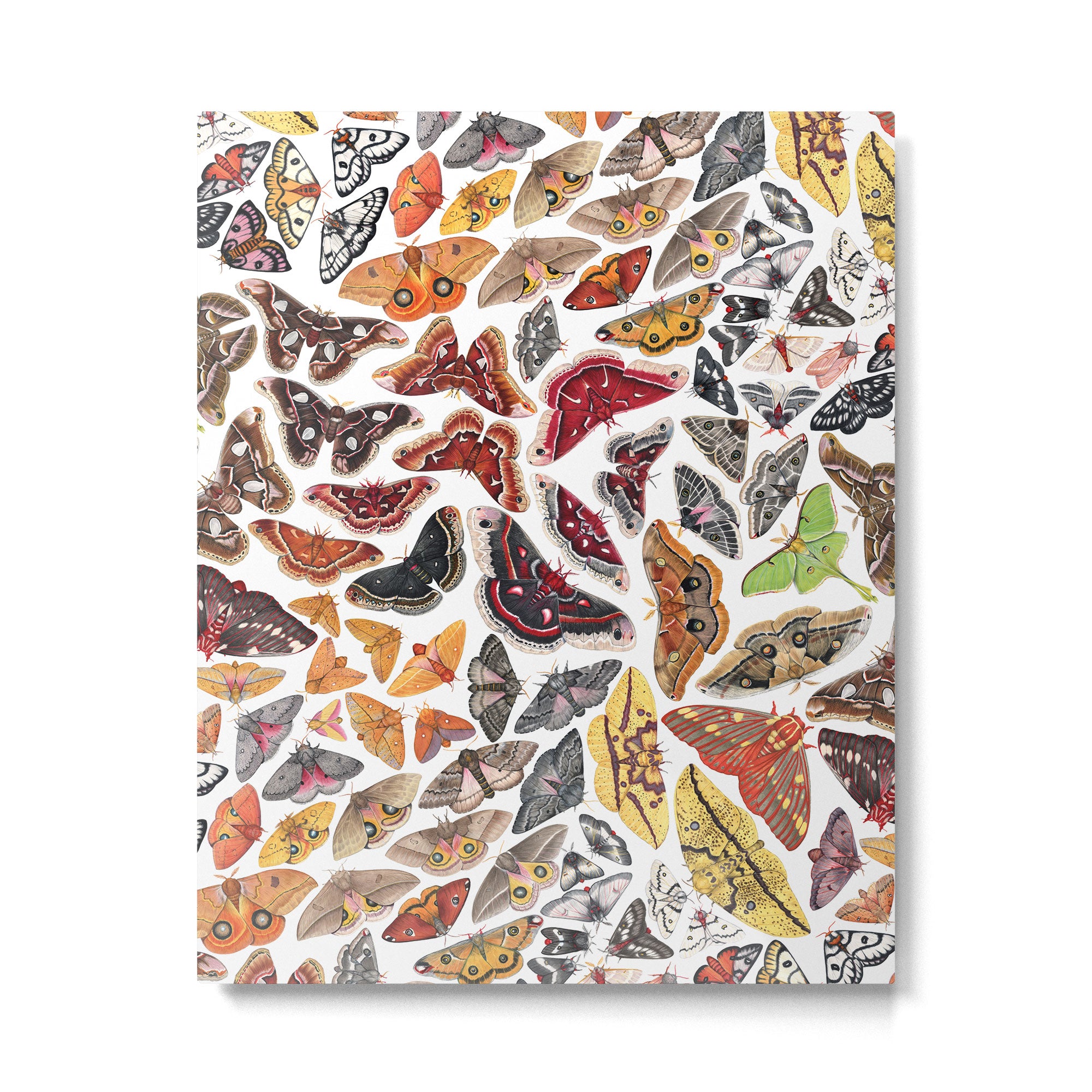 Saturniid Moths of North America Pattern Metal Print Gallery Image 6