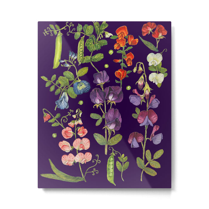 Beautiful Pea Flowers and Peas - dark Metal Print Gallery Image 1