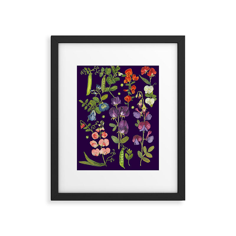 Beautiful Pea Flowers and Peas - dark Framed Art Print Gallery Image 5