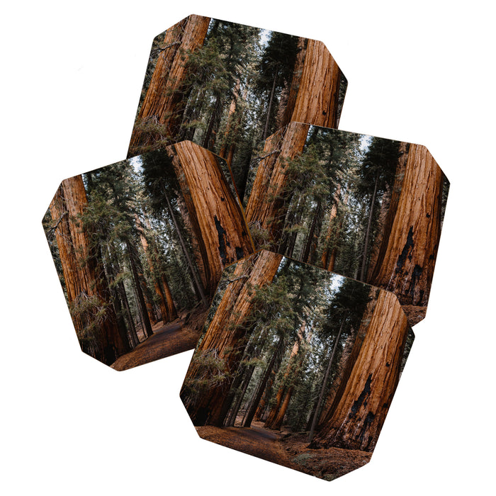 Walking Sequoia 2 Coaster Gallery Image 1