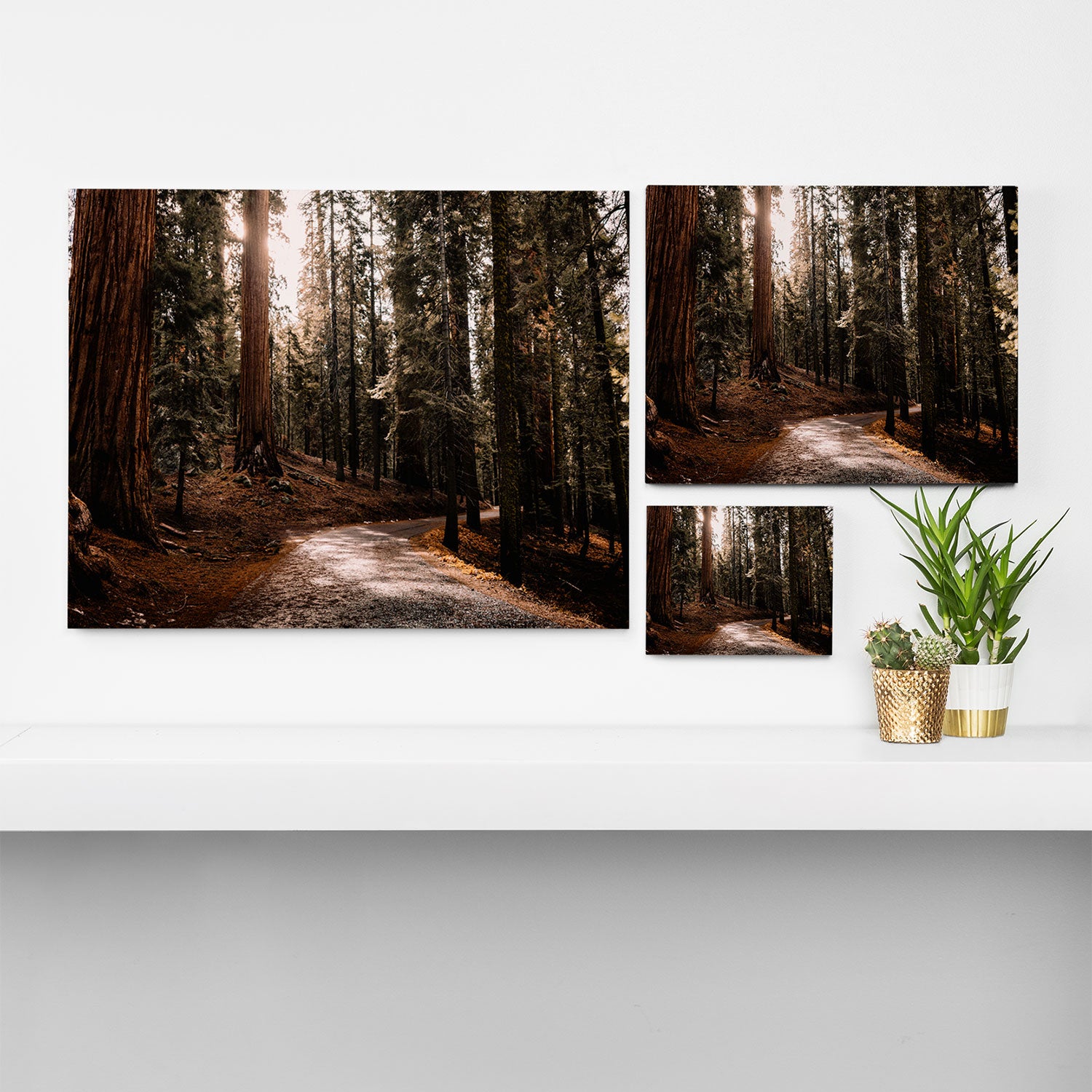 Walking Sequoia 4 Canvas Print Gallery Image 3