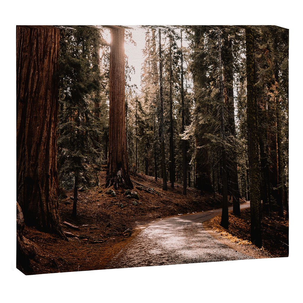 Walking Sequoia 4 Canvas Print Gallery Image 3