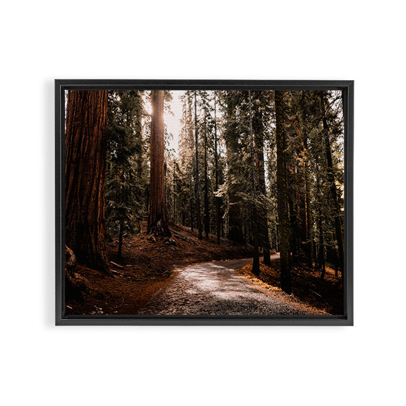 Walking Sequoia 4 Framed Canvas Print Gallery Image 1
