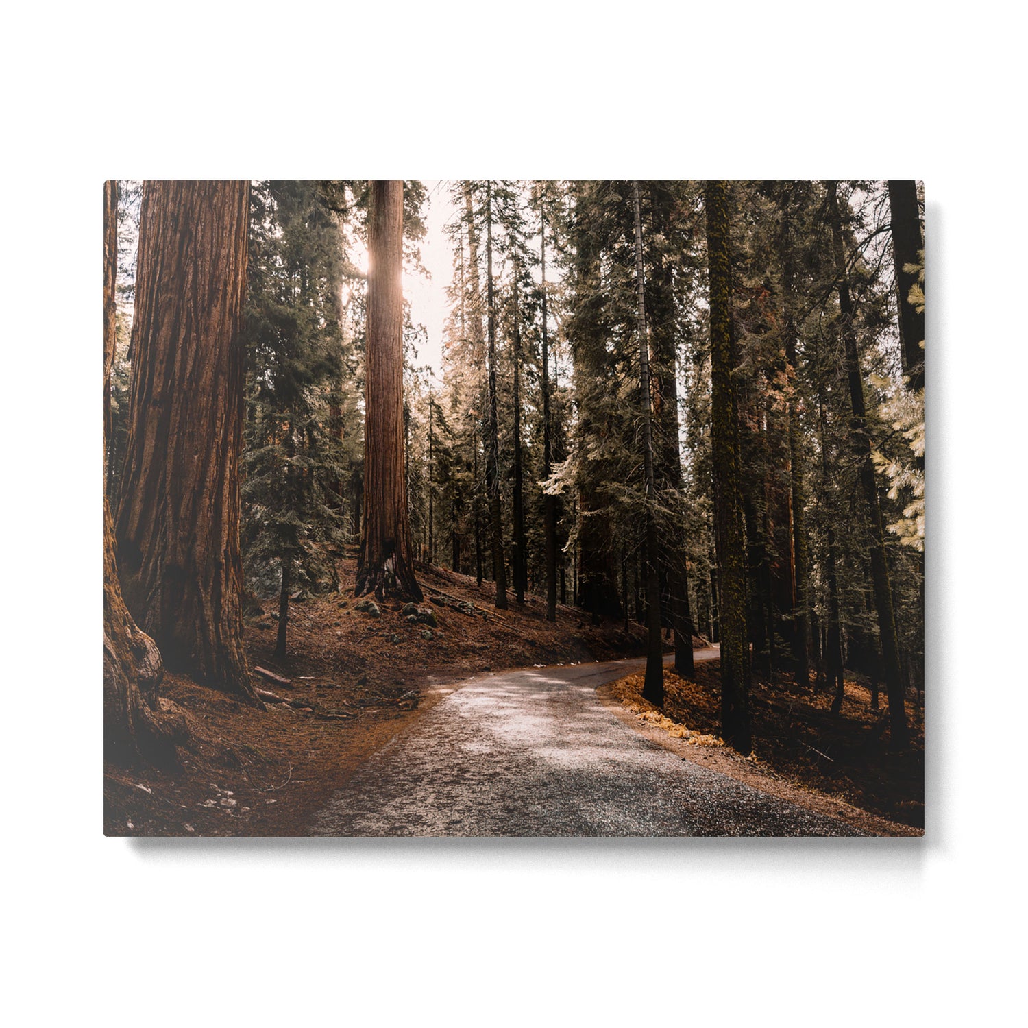 Walking Sequoia 4 Metal Print Gallery Image 4