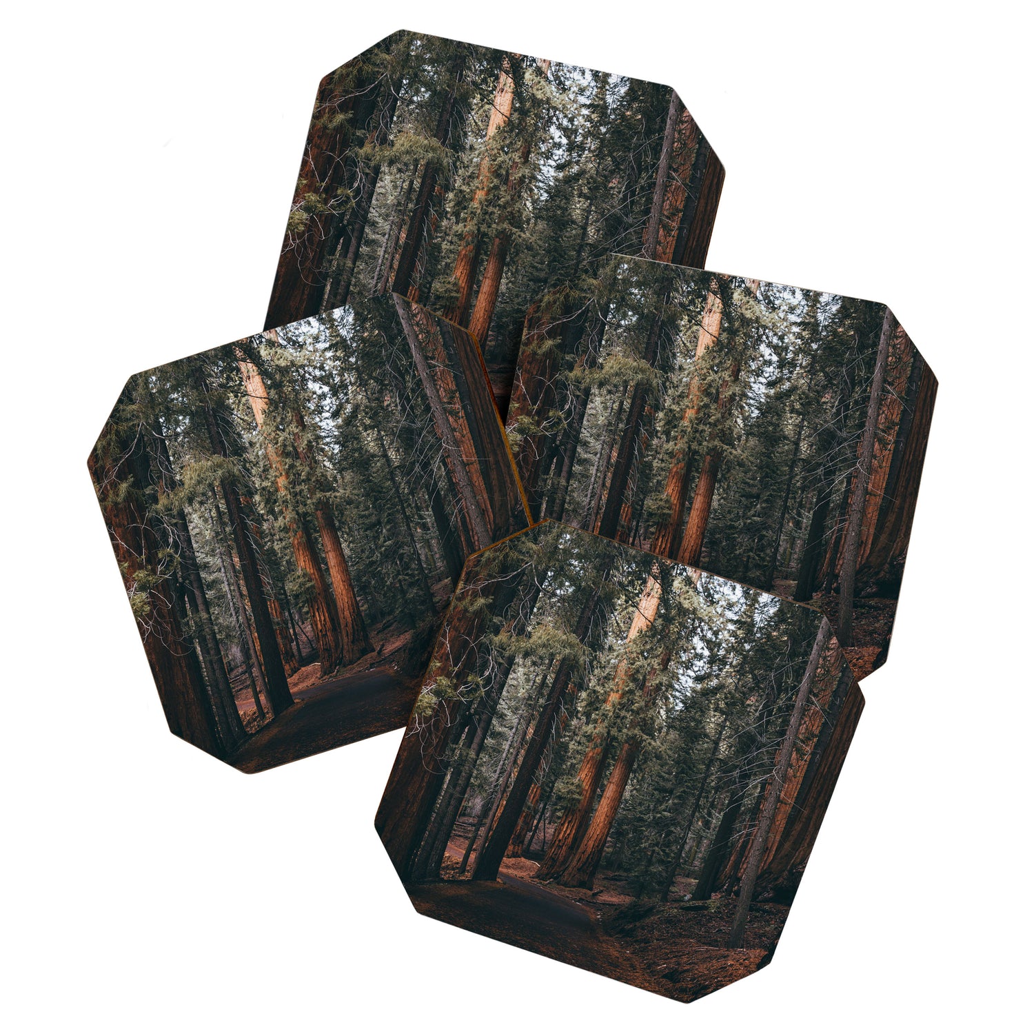 Walking Sequoia Coaster Gallery Image 1