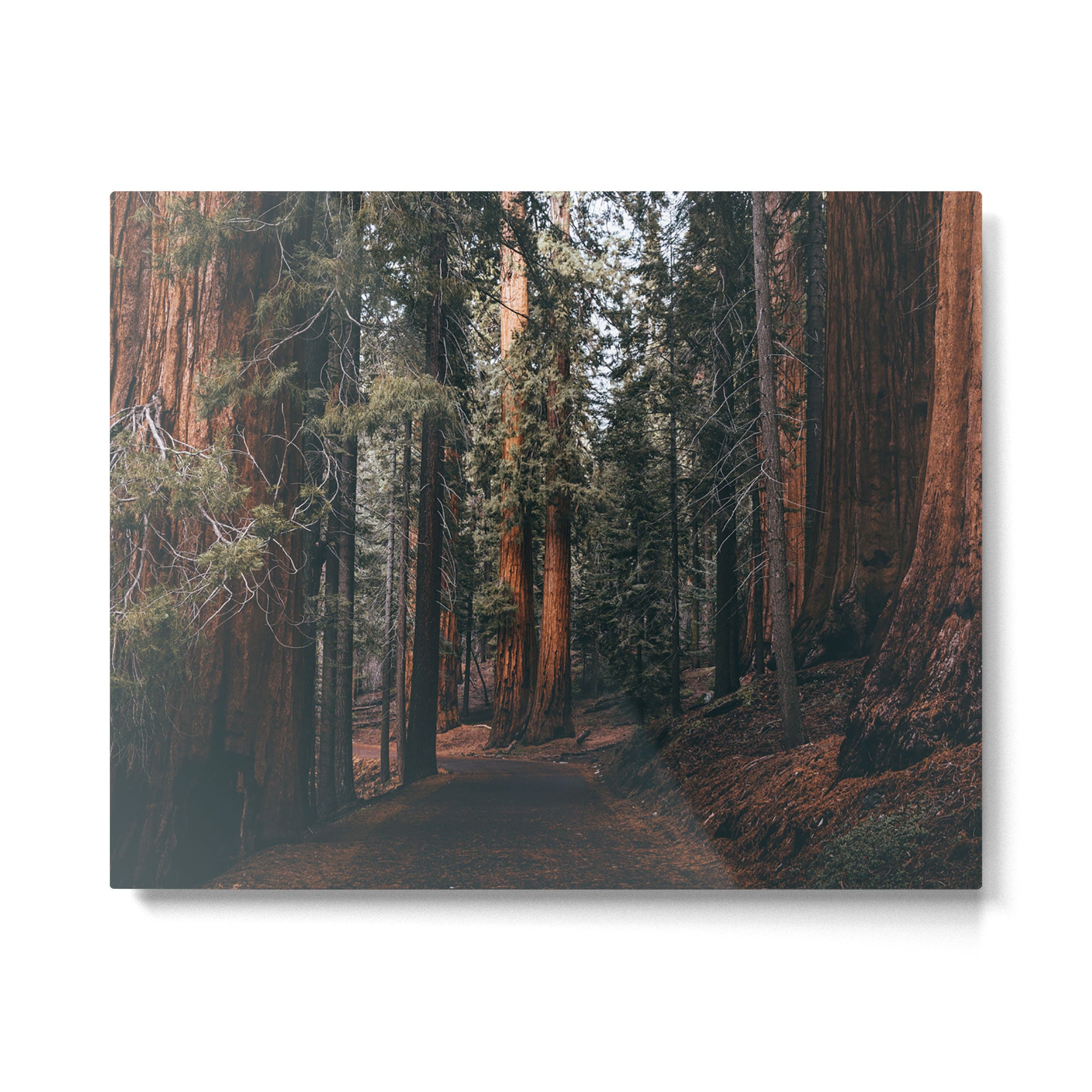 Walking Sequoia Metal Print Gallery Image 4