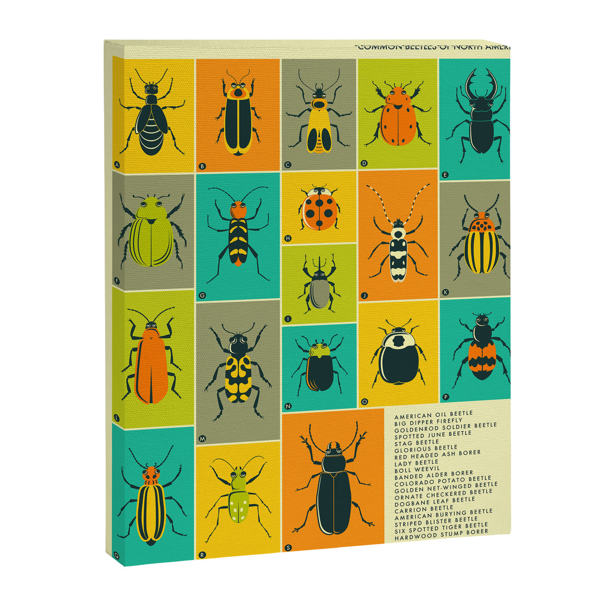 COMMON BEETLES OF NORTH AMERICA Canvas Print Gallery Image 6