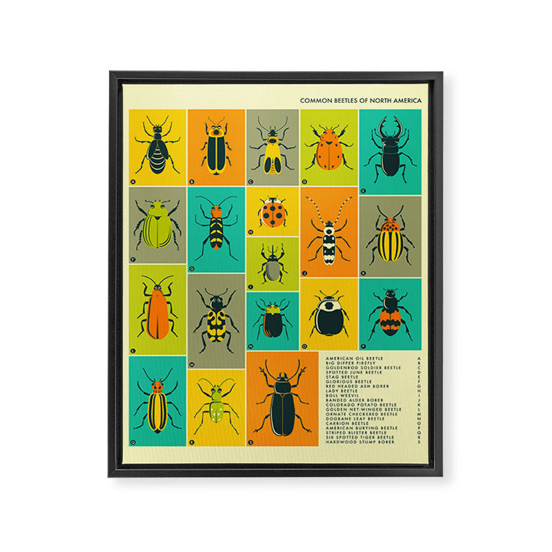COMMON BEETLES OF NORTH AMERICA Framed Canvas Print Gallery Image 6