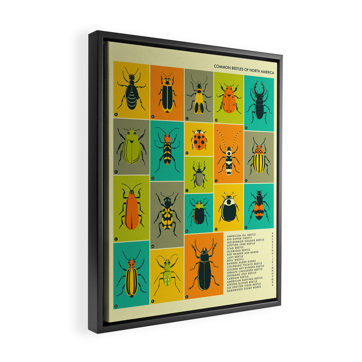 COMMON BEETLES OF NORTH AMERICA Framed Canvas Print Gallery Image 2