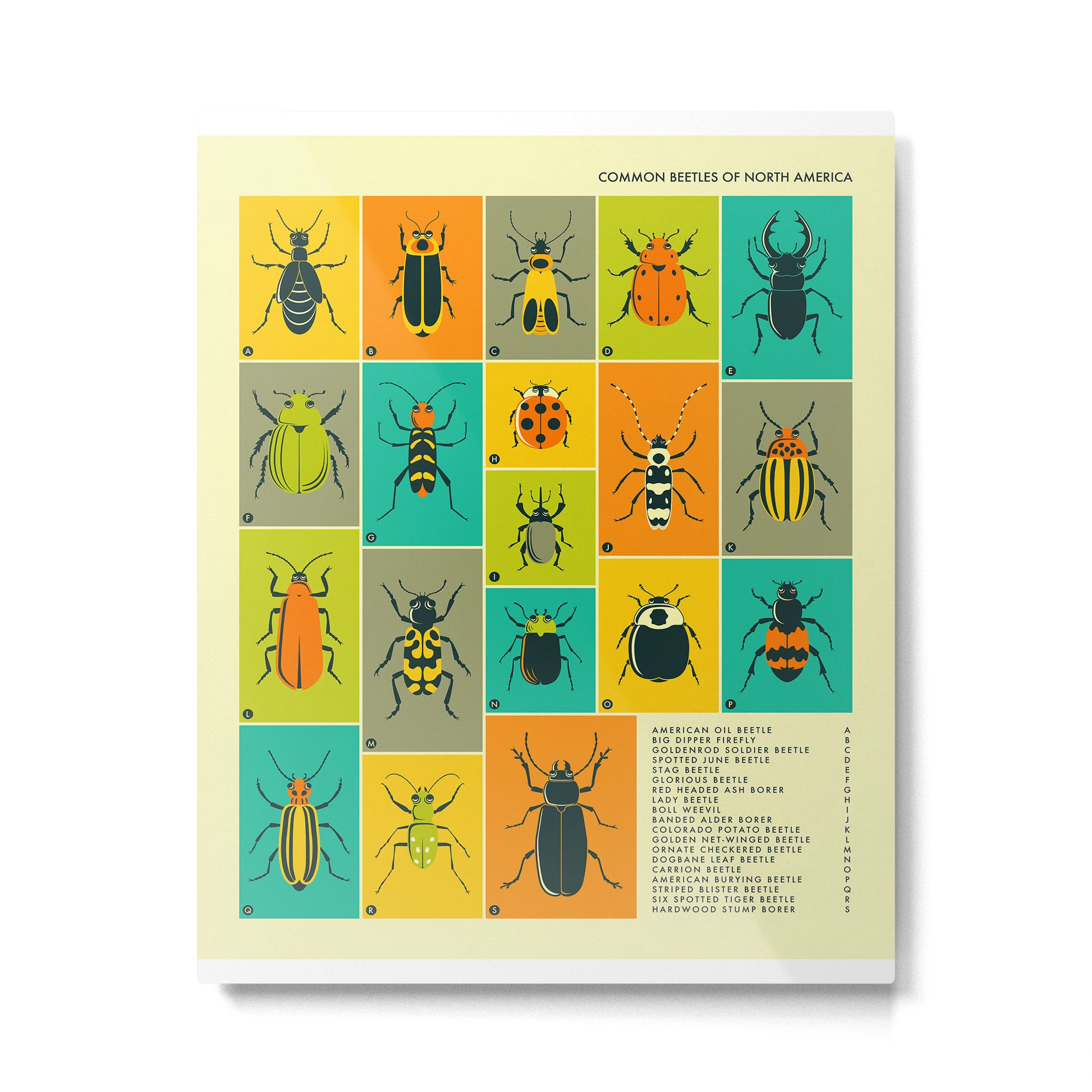 COMMON BEETLES OF NORTH AMERICA Metal Print Gallery Image 4