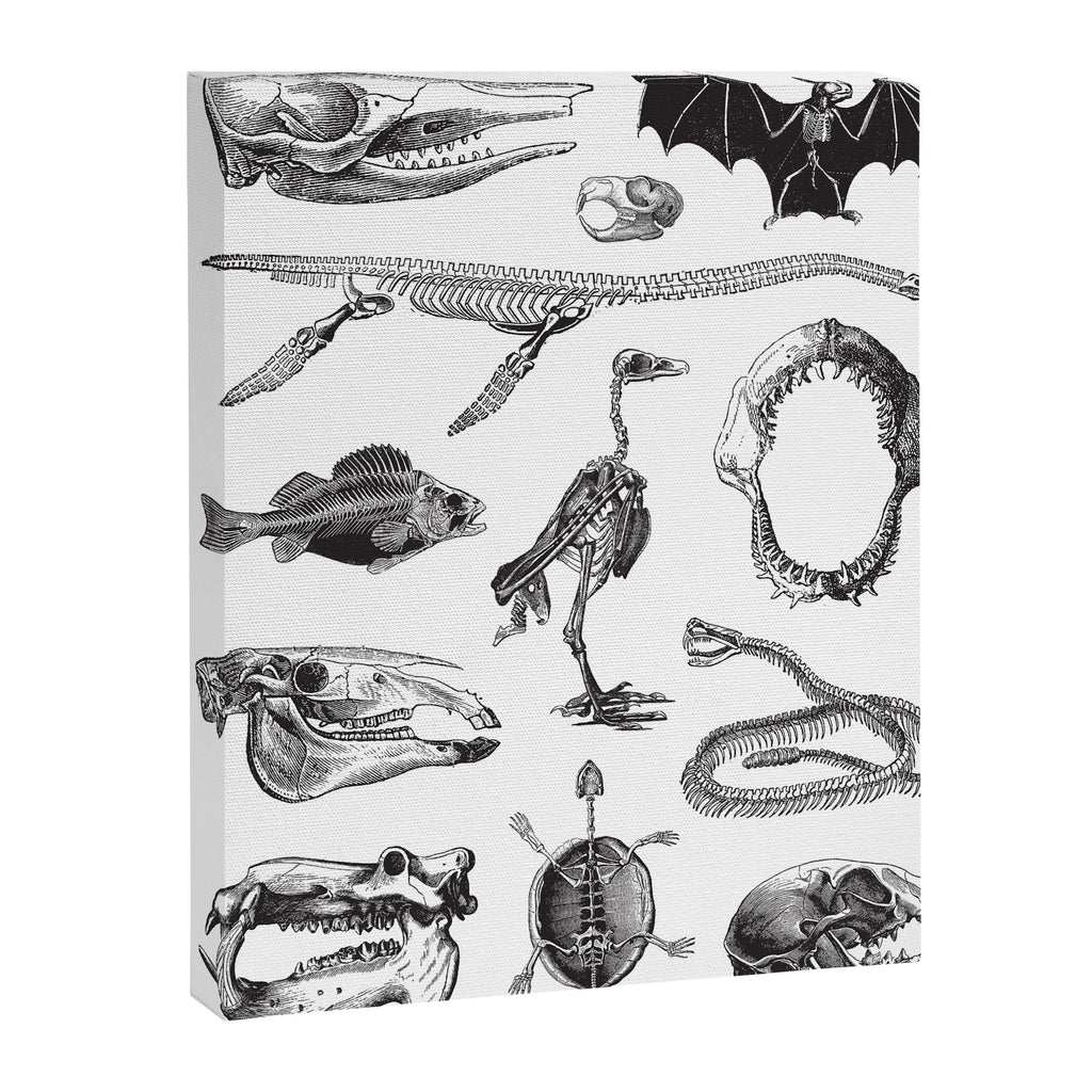 Animal Bones Canvas Print Gallery Image 6