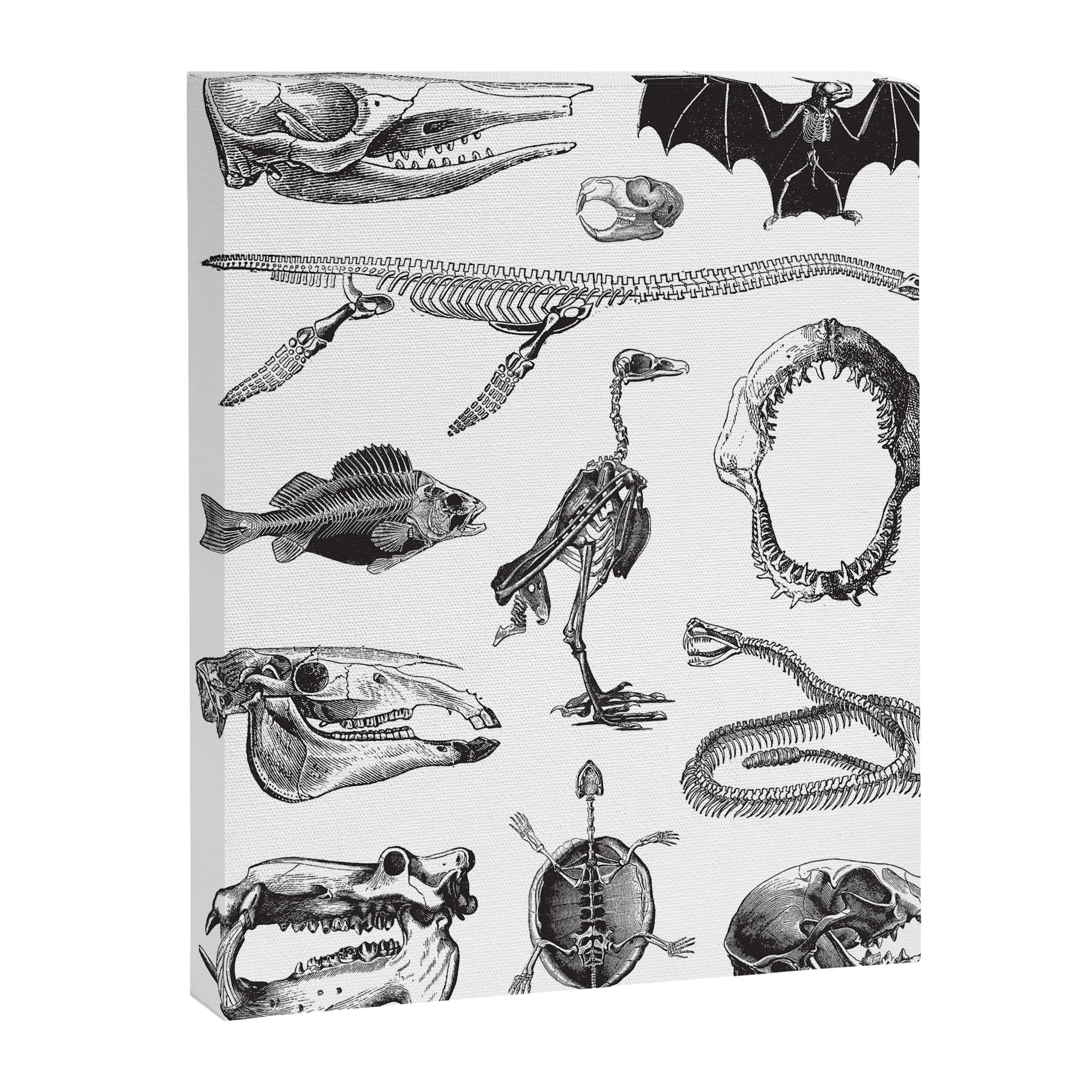 Animal Bones Canvas Print Gallery Image 6
