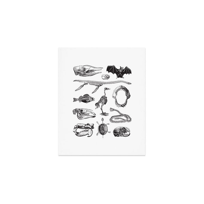 Animal Bones Art Print Gallery Image 1