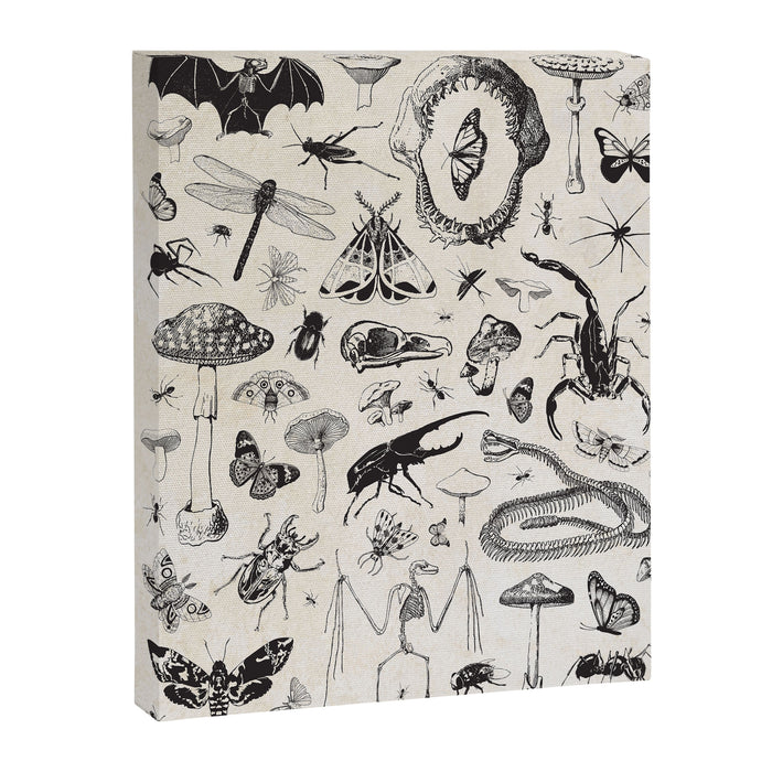 Bones, Bugs, Botanicals Canvas Print Gallery Image 1