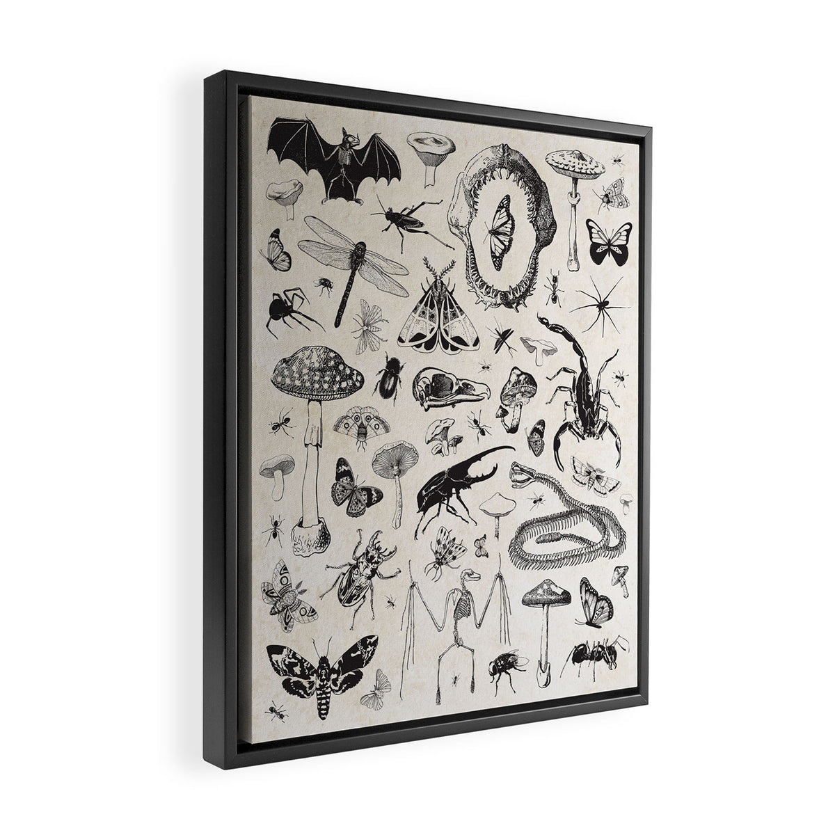 Bones, Bugs, Botanicals Framed Canvas Print Gallery Image 2