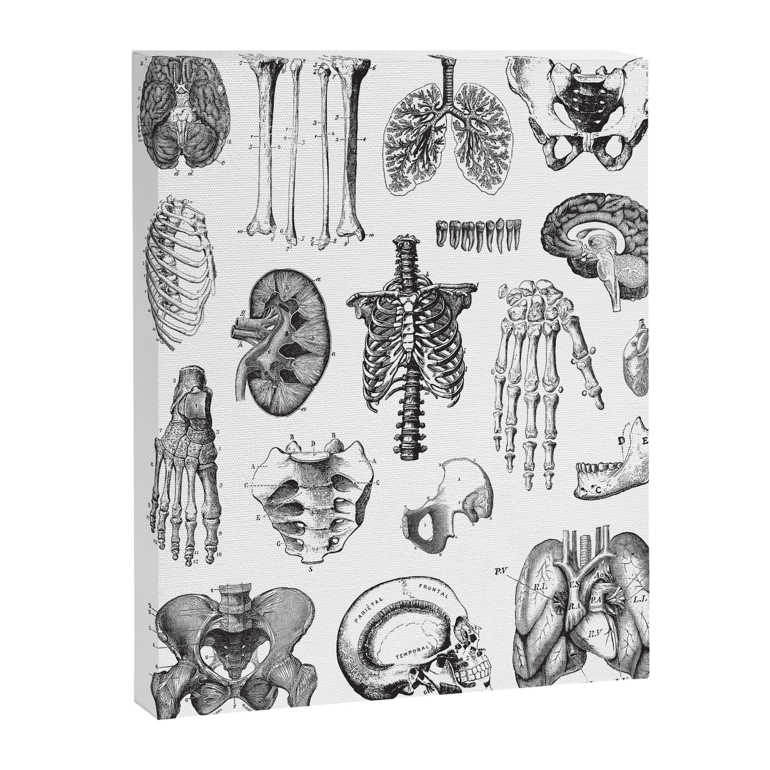 Human Anatomy Canvas Print Gallery Image 6