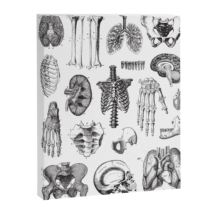 Human Anatomy Canvas Print Gallery Image 1