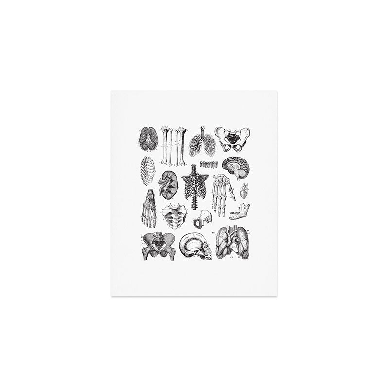 Human Anatomy Art Print Gallery Image 1