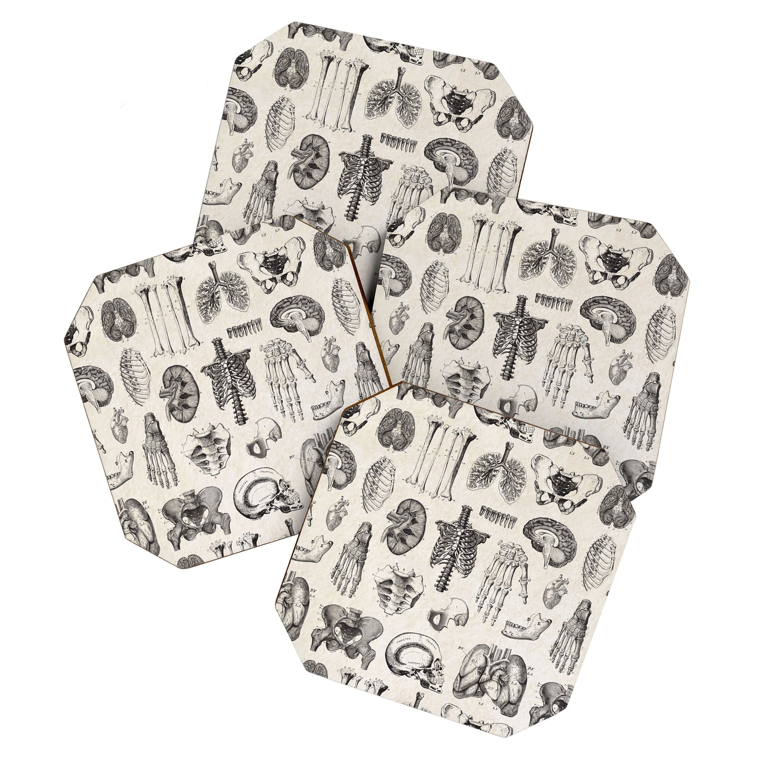 Human Anatomy Coaster Gallery Image 1