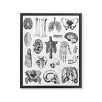 Human Anatomy Framed Canvas Print Gallery Image 6