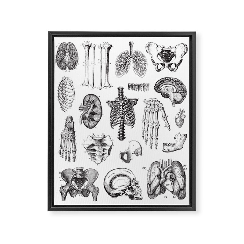 Human Anatomy Framed Canvas Print Gallery Image 6