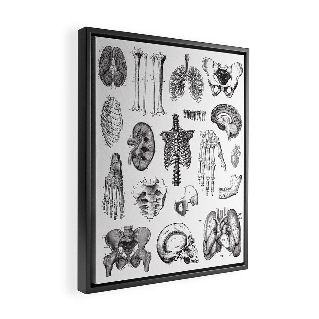 Human Anatomy Framed Canvas Print Gallery Image 2