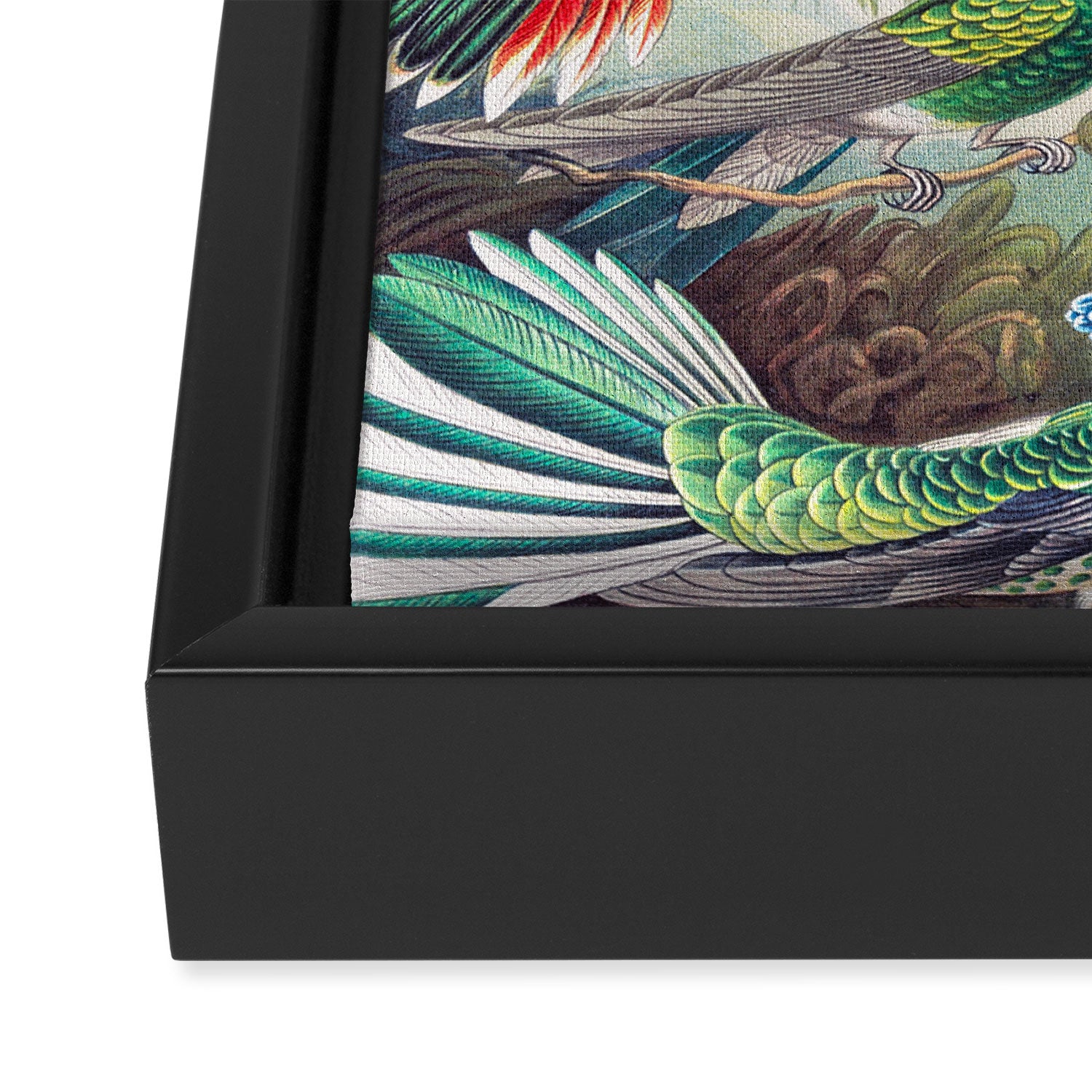 Beautiful colorful Hummingbirds from Art Forms of Nature (1904) landscape painting by Ernst Haeckel Framed Canvas Print Gallery Image 3