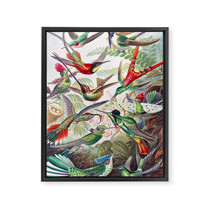 Beautiful colorful Hummingbirds from Art Forms of Nature (1904) landscape painting by Ernst Haeckel Framed Canvas Print Gallery Image 1