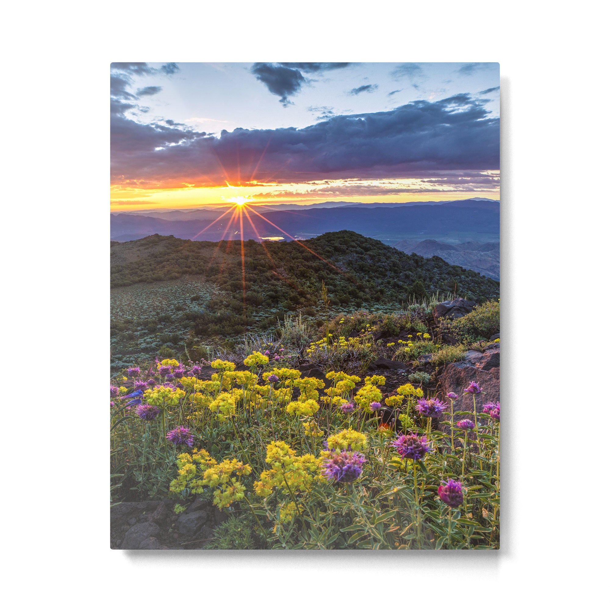 Last glimmer of mountain sunset,  Monitor Pass Topaz Lake, Nevada panoramic wildflower  photograph Metal Print Gallery Image 4