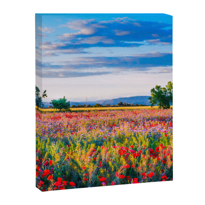 Red poppy field floral blossom landscape color photograph Canvas Print Gallery Image 1