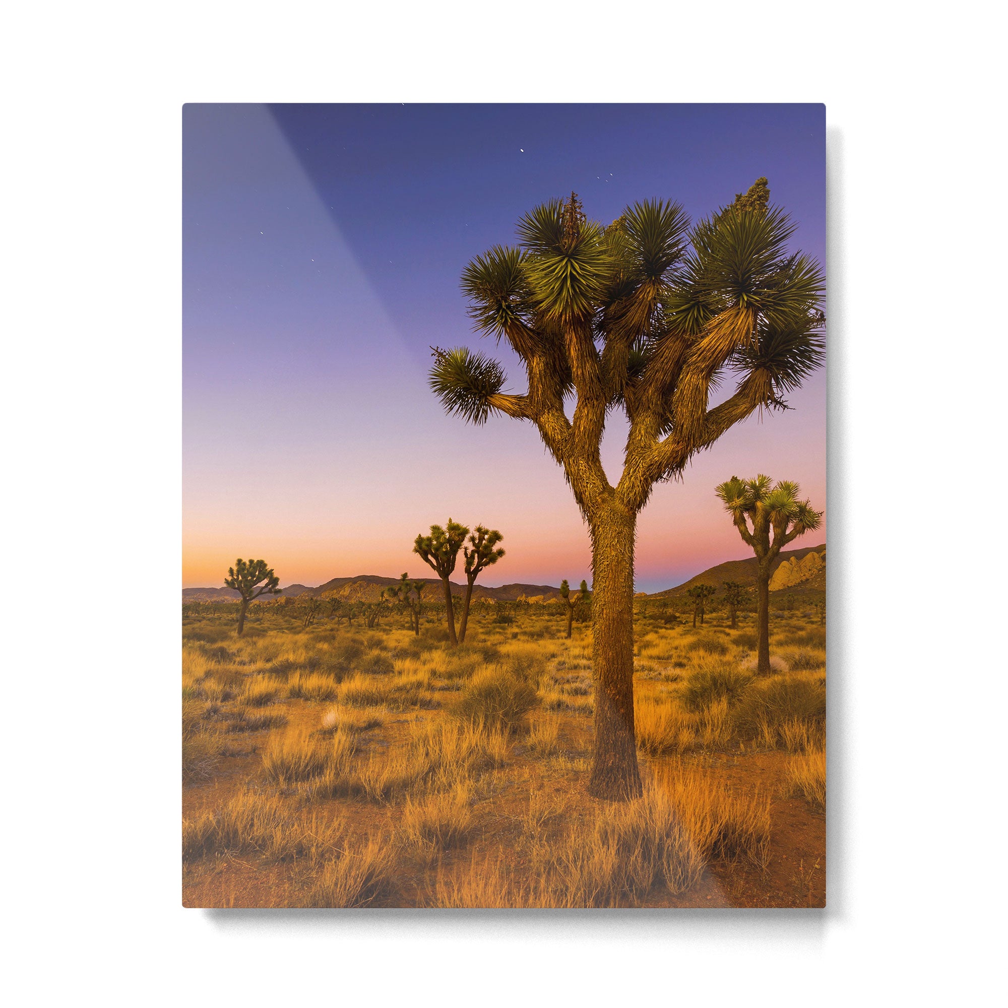 Twilight and half moon at Joshua Tree National Park, California Desert color photographic art print Metal Print Gallery Image 4