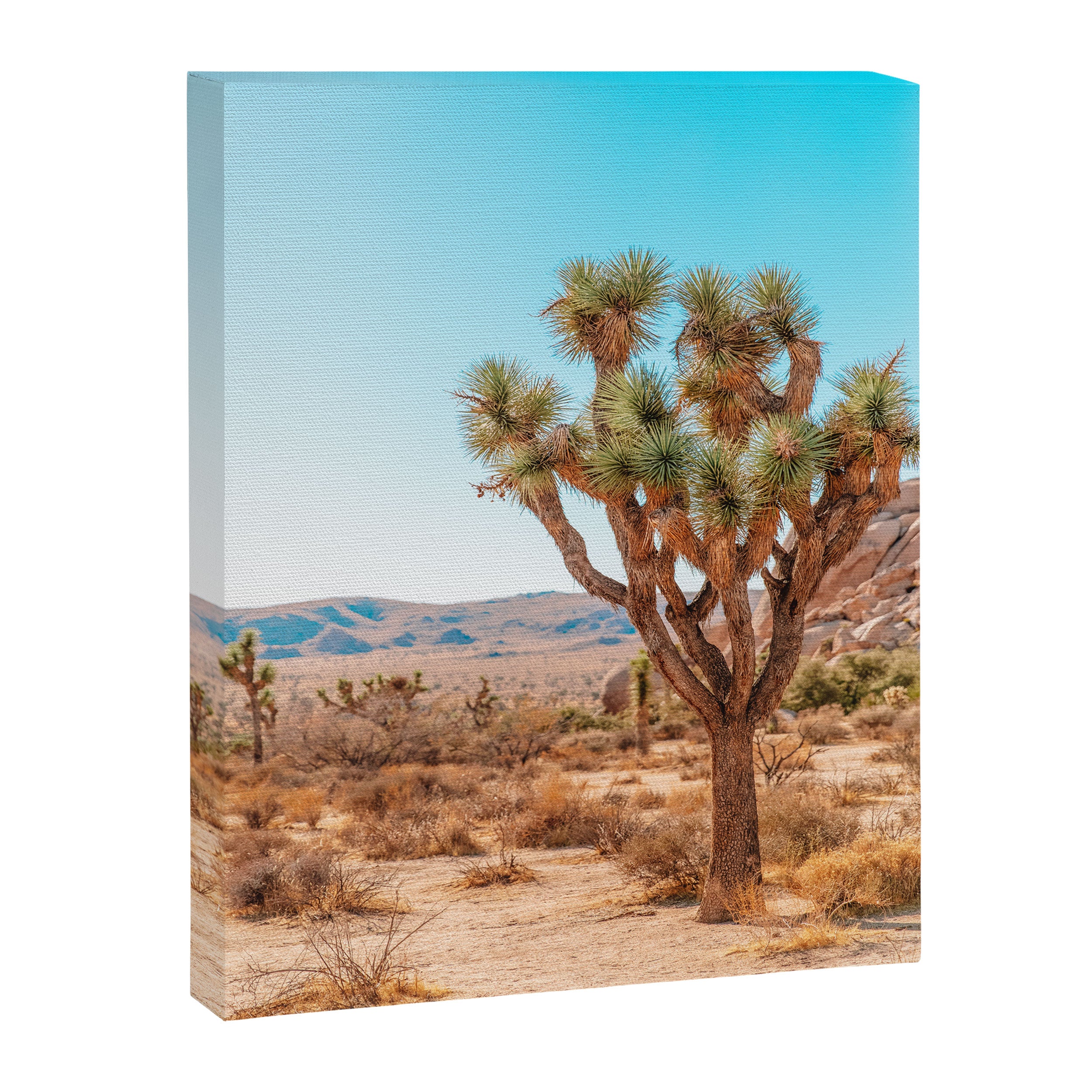 Joshua Tree Canvas Print Gallery Image 6