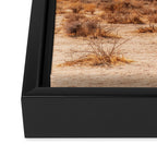 Joshua Tree Framed Canvas Print Gallery Image 3