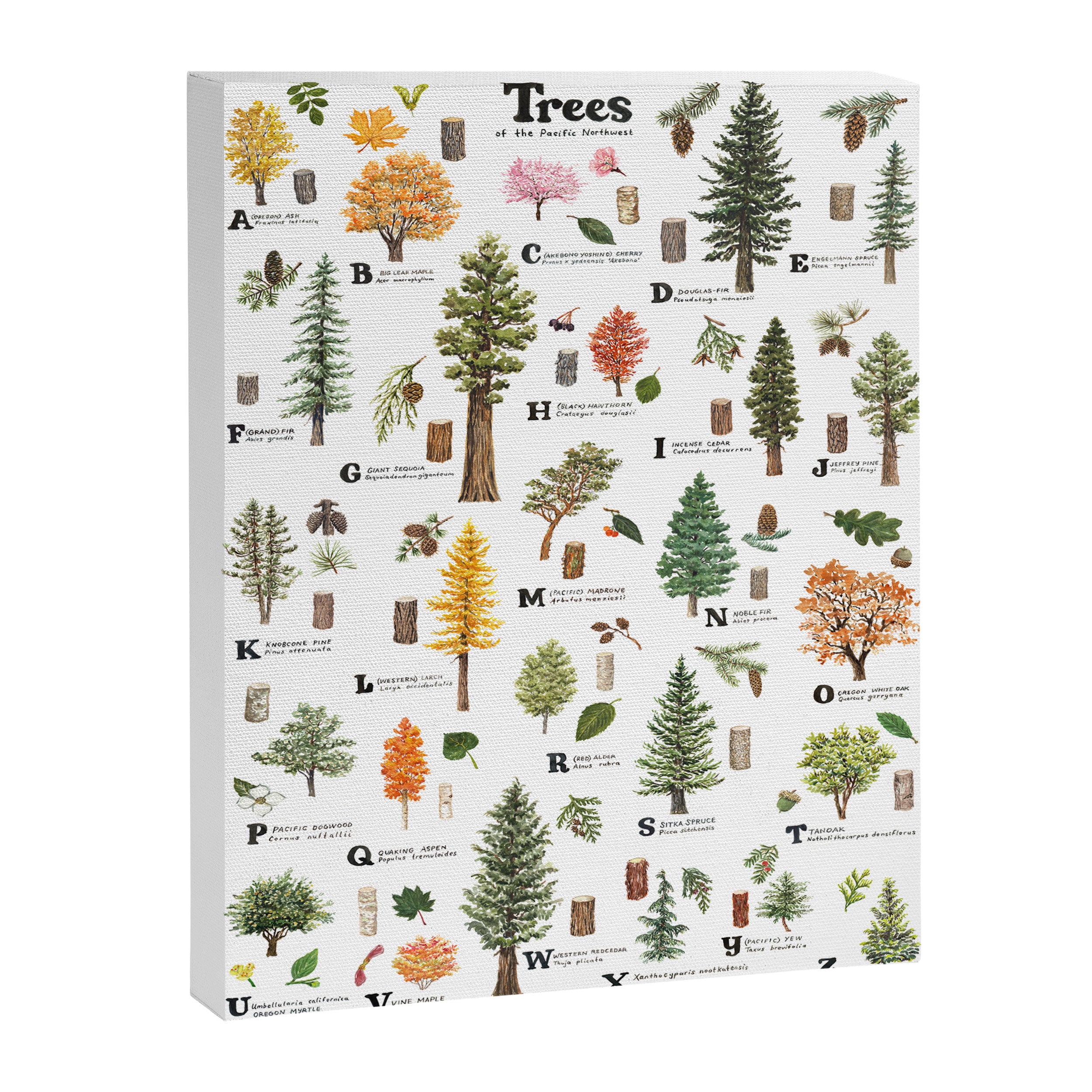 Trees of the Pacific Northwest Canvas Print Gallery Image 6